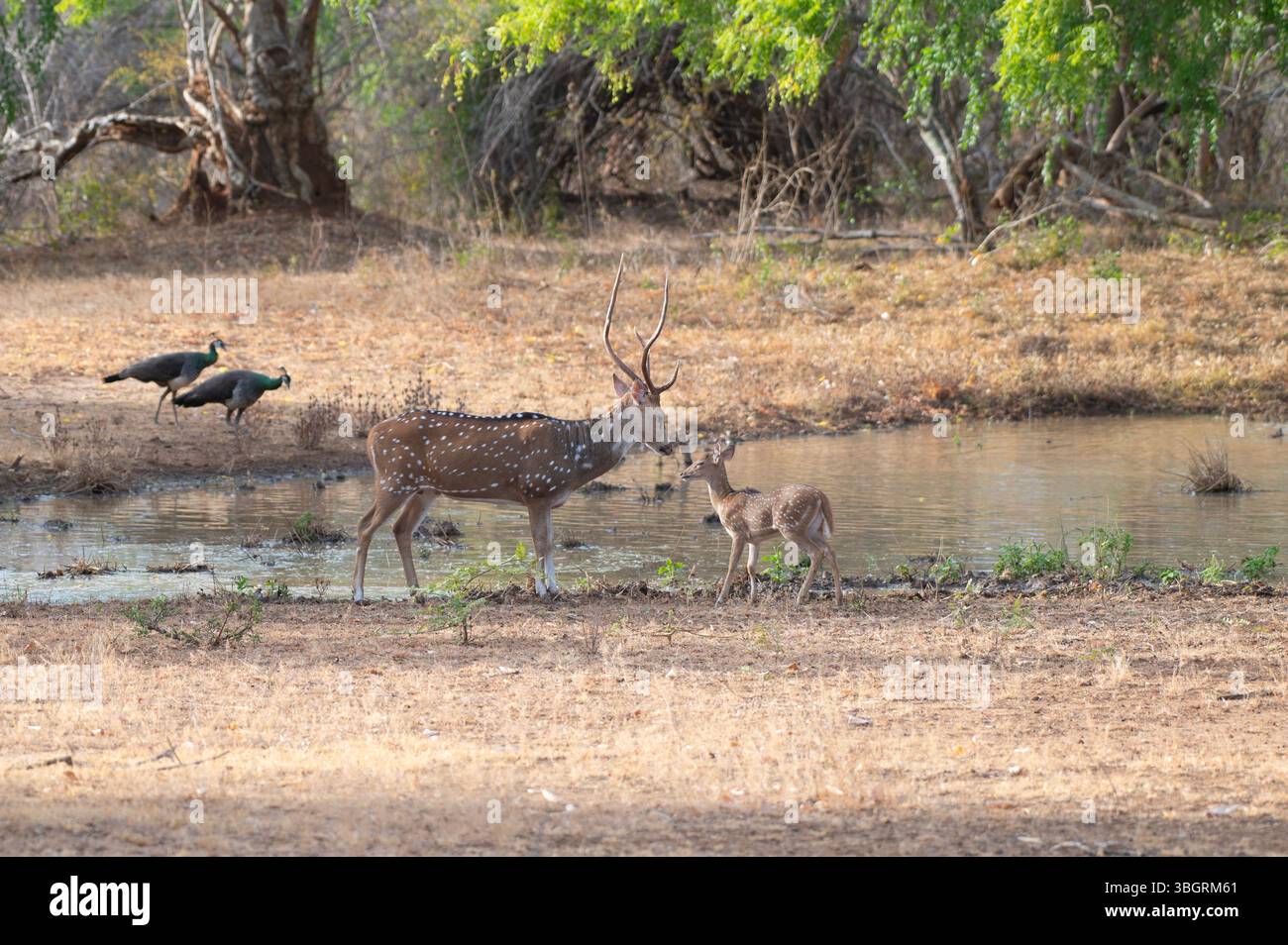Achsenhirsch männlich und Fawn am Wasserloch Stockfoto