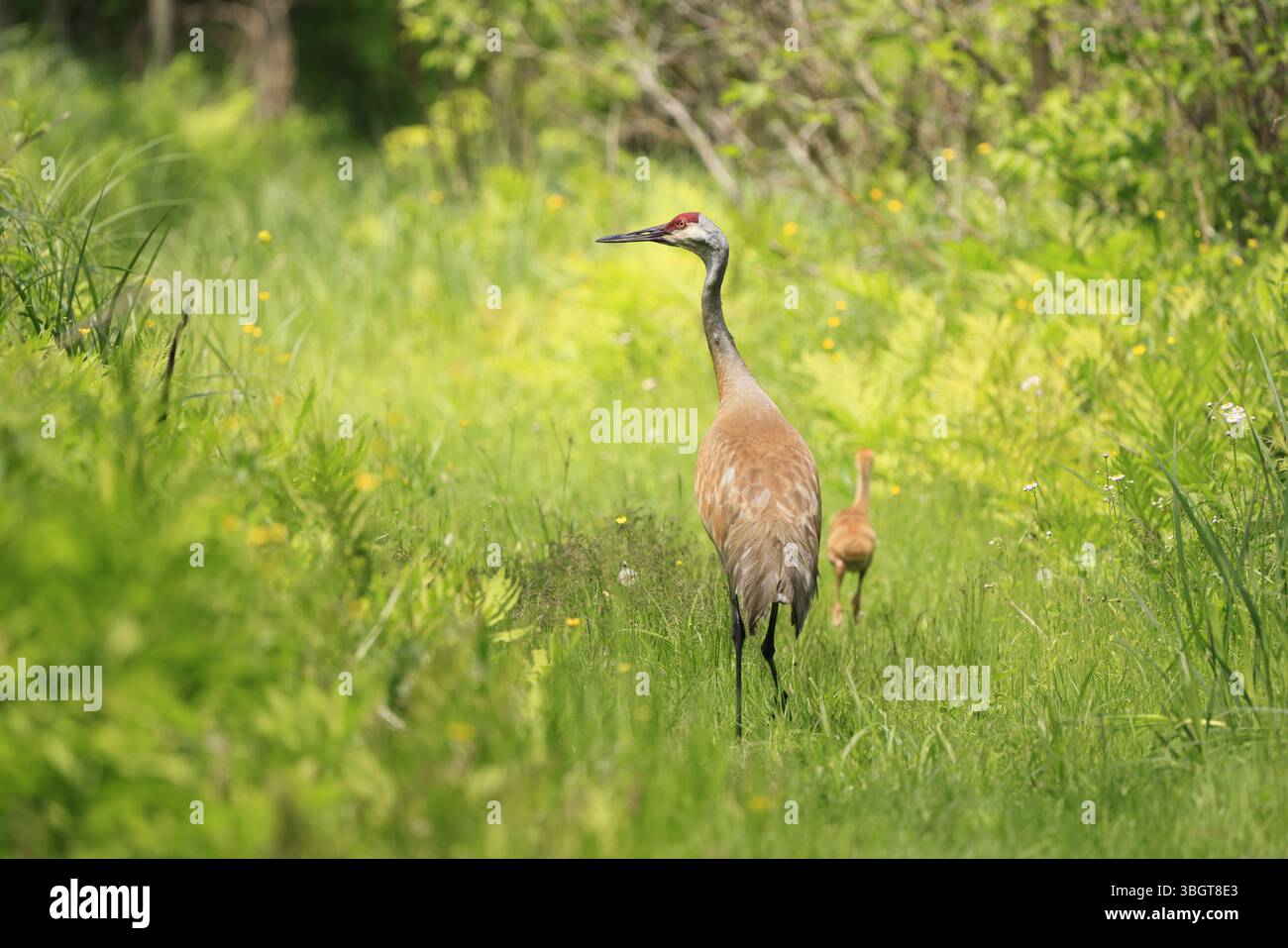 Sandhill Crane Mutter und Babys im Sumpf, Kanada Stockfoto