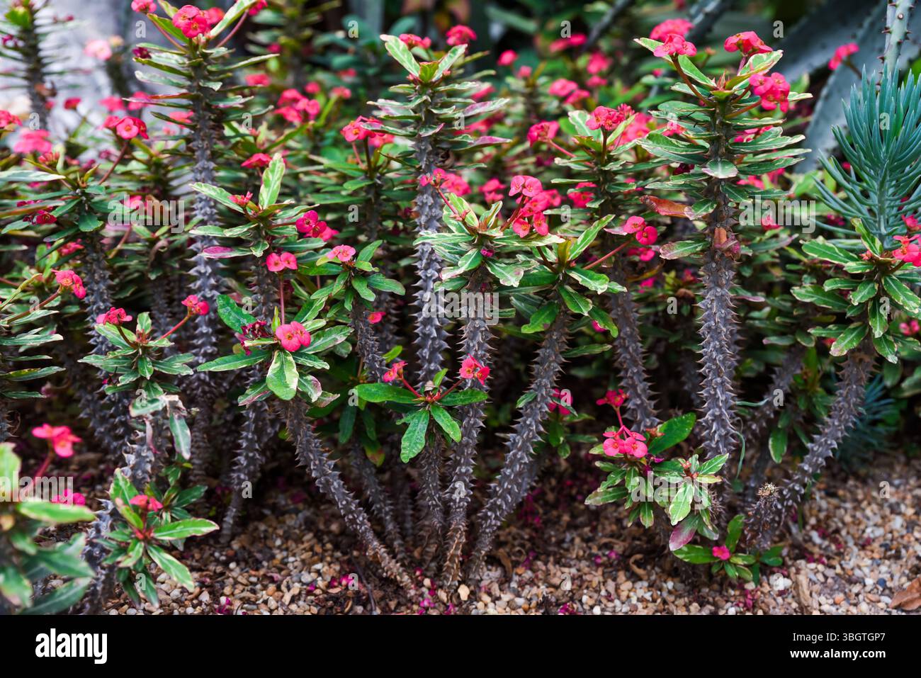 Euphorbia milii Sträucher mit dicken Stielen, kleinen hellen Blüten und stacheligen Zweigen, ein markanter saftiger Stoff, der oft Dornenkrone oder Christuspflanze genannt wird. Stockfoto