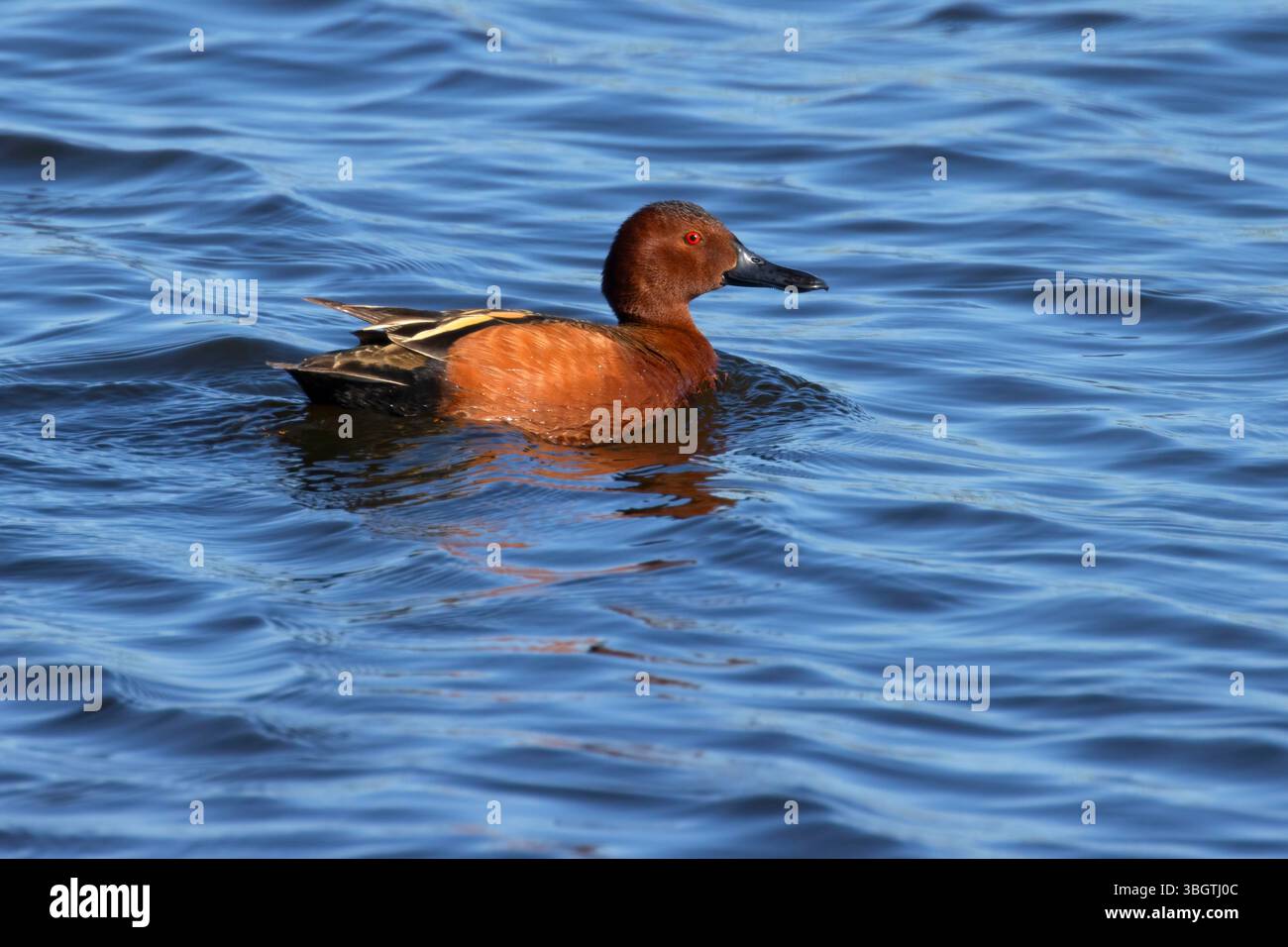Zimtgrün (Anas cyanoptera), Benton Lake National Wildlife Refuge, Montana Stockfoto
