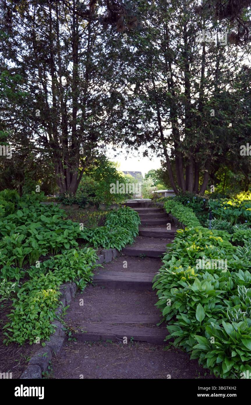 Eine Steintreppe führt durch einen üppigen Gartenweg, der von dichten Bodendecken und Reifen Bäumen gesäumt ist, hinauf zu einer hellen Öffnung an der Spitze Stockfoto