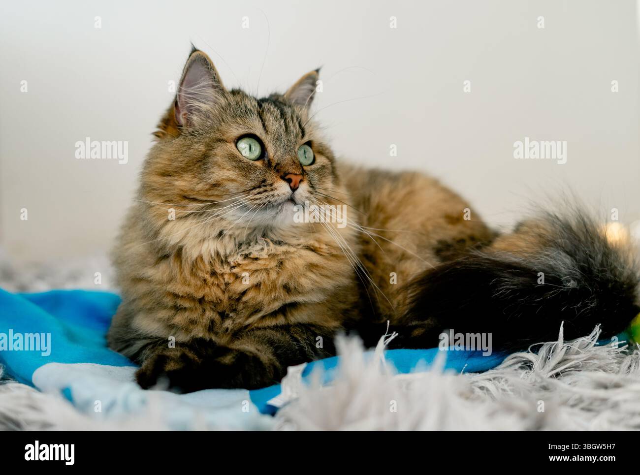 Eine flauschige Katze liegt auf dem Teppich und beobachtet genau, was hier passiert Stockfoto
