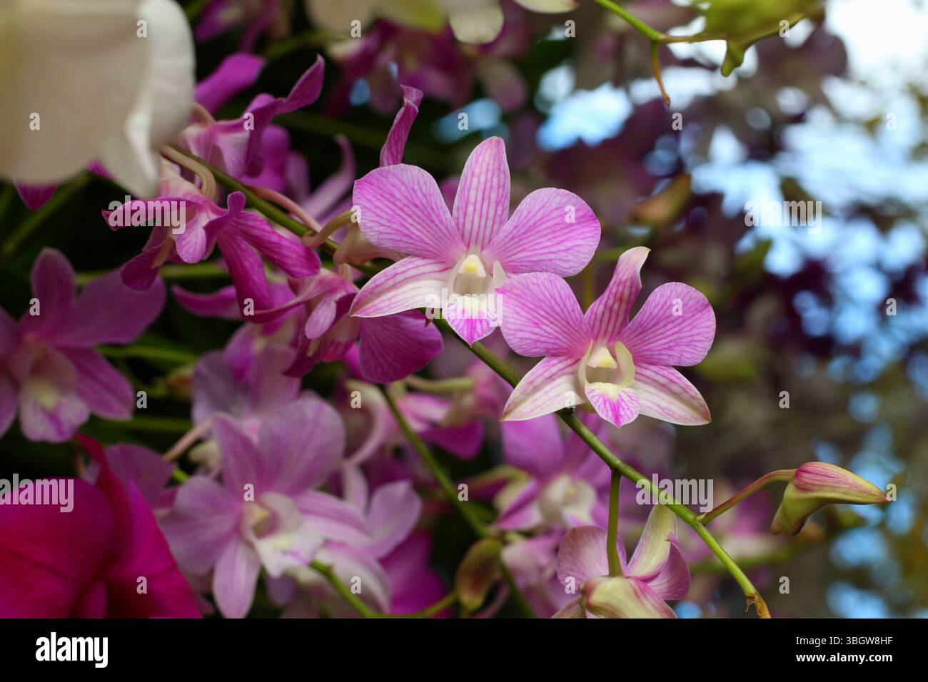 Lila Orchidee in Blüte mit Fokus auf der Mitte der Blume, Orchideenarten mit großen Blüten und schönen hellen Farben. Stockfoto