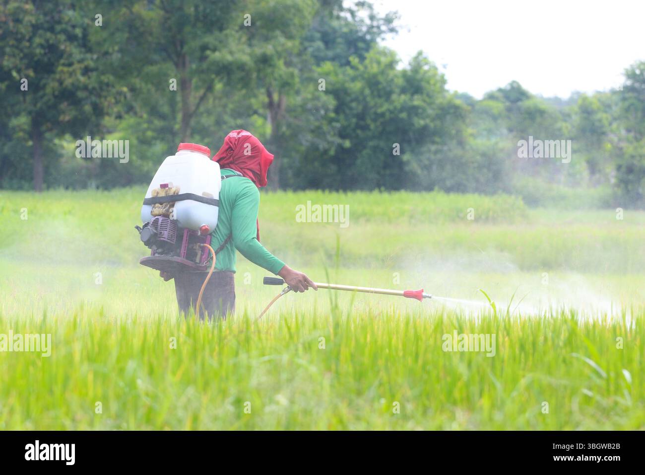 Der Landwirt verwendet ein Sprühgerät, um Pestizide auf einem üppigen Reisfeld aufzubringen. Die grüne Landschaft und der Nebel heben die wesentlichen landwirtschaftlichen Praktiken hervor. Stockfoto