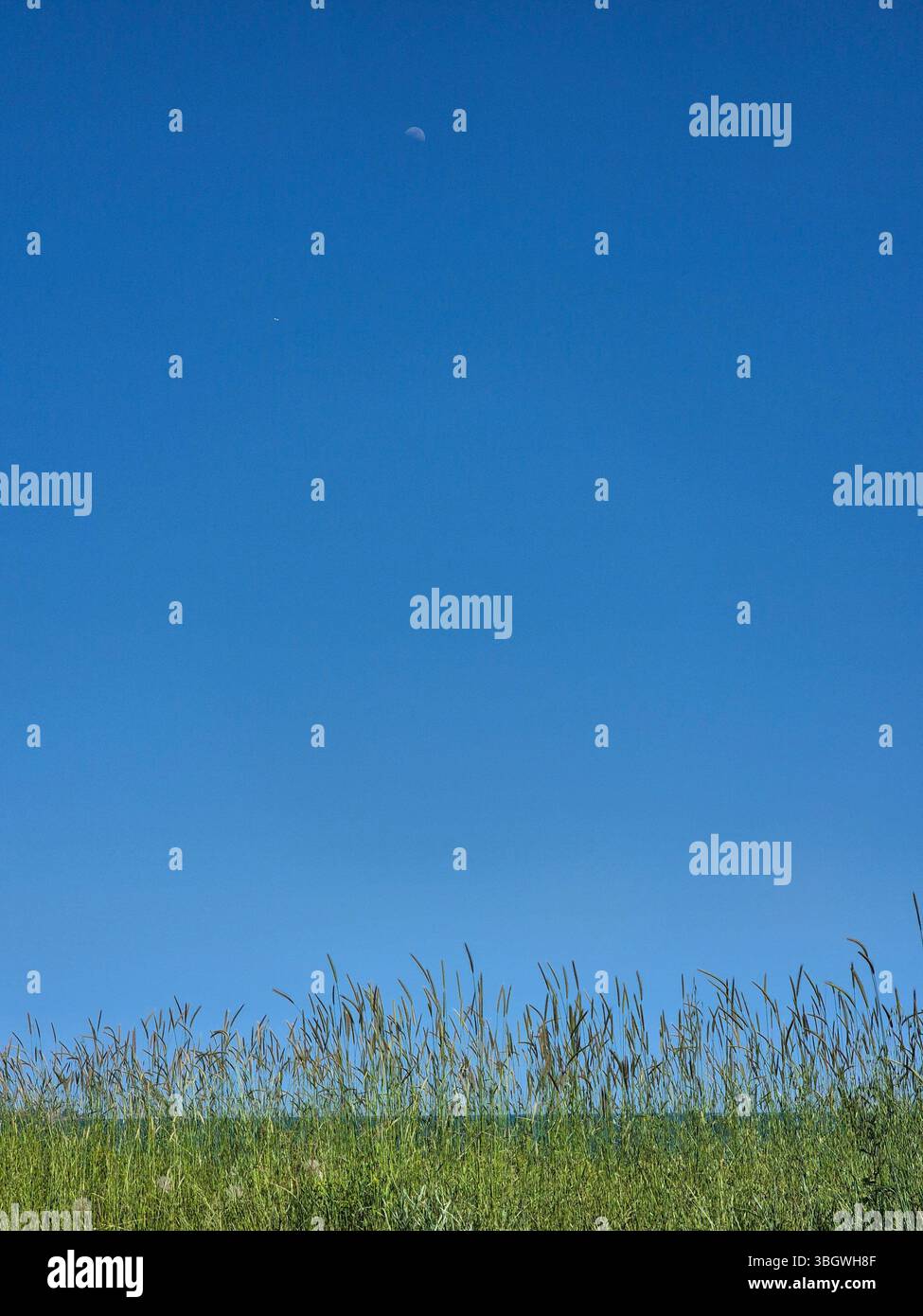 Wunderschöner blauer Himmel über einem Feld aus unreifem grünem Weizen. Sonniger Tag. Sommer - Smartphone-aufgenommenes Stockfoto