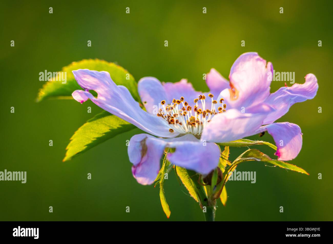 Zarte rosa Wildblume in der frühen Blüte, gefangen in warmen Abendsonnenlicht mit weichem grünem Hintergrund Stockfoto
