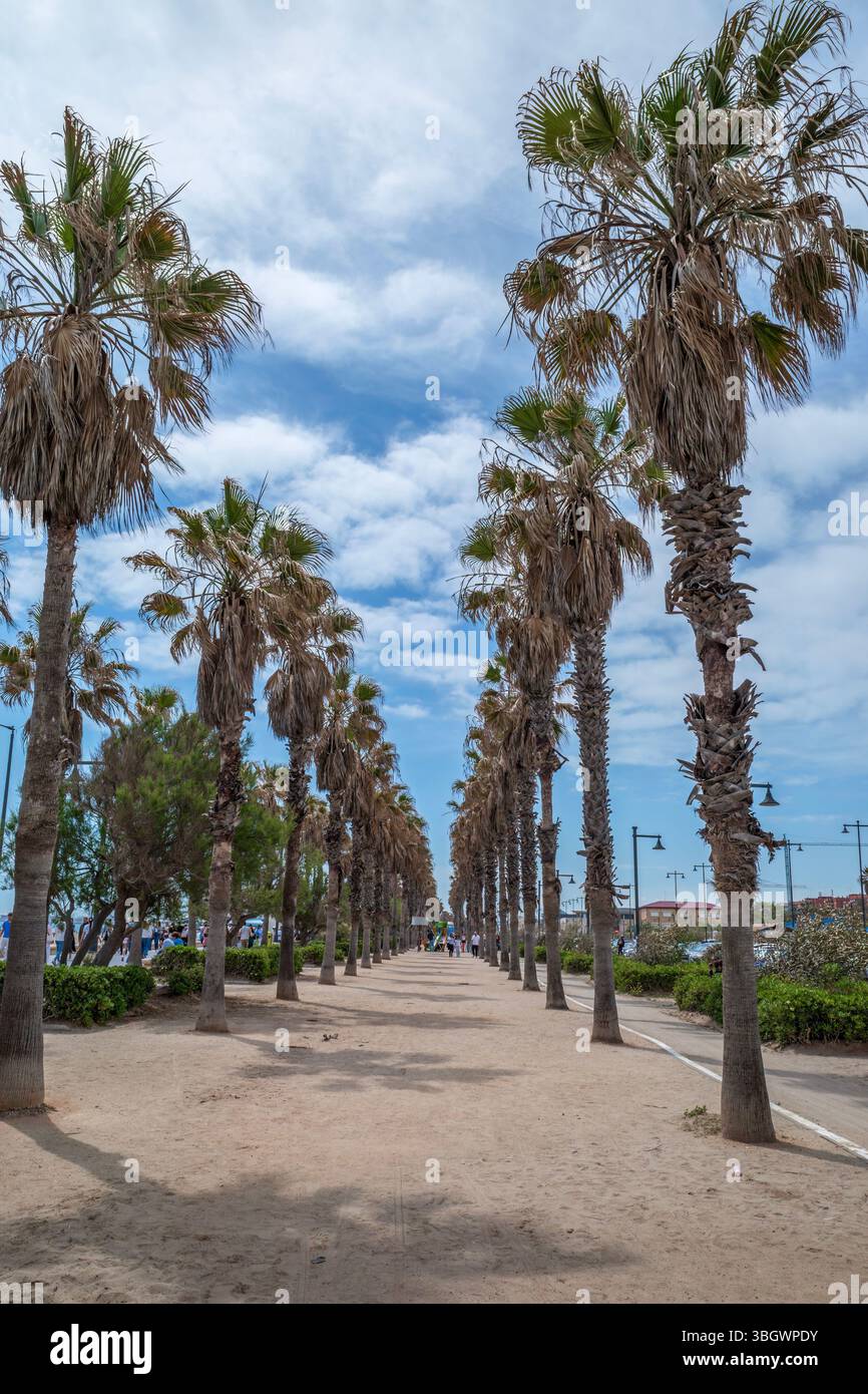 Lange von Palmen gesäumte Promenade am Malvarrosa Beach in Valencia Spanien. Coastal Walkway, Sommerziel, Mediterrane Landschaft Stockfoto