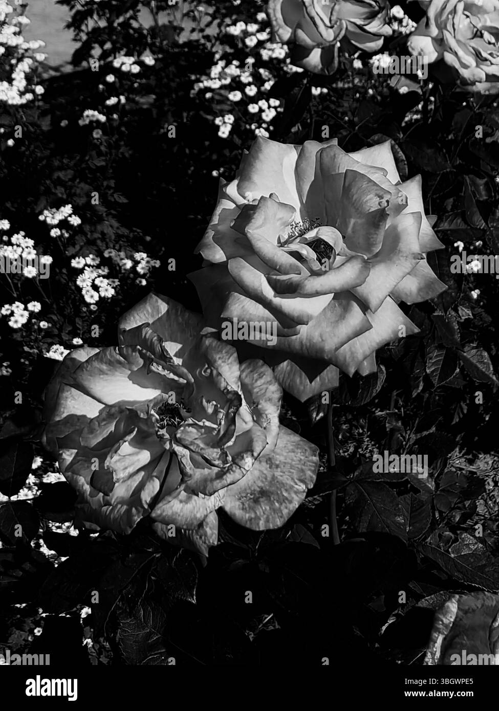 Doppelte Zimt-Rosenblüte im Gemeinschaftsgarten. Einfarbige Farbtöne. Stockfoto