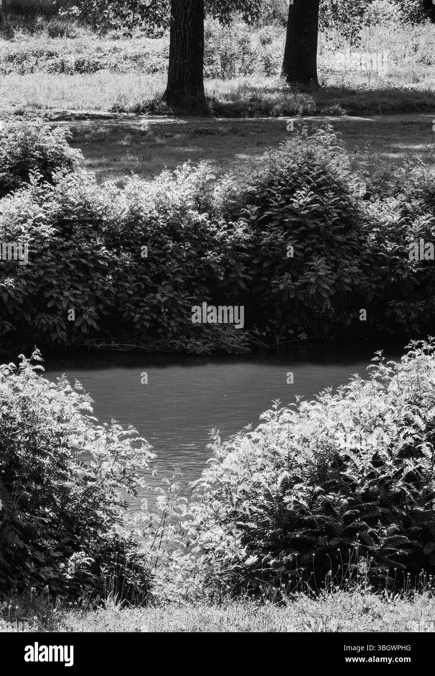 Einfarbige Natur. Licht und Schatten. City River und Büsche im Frühling. Stockfoto