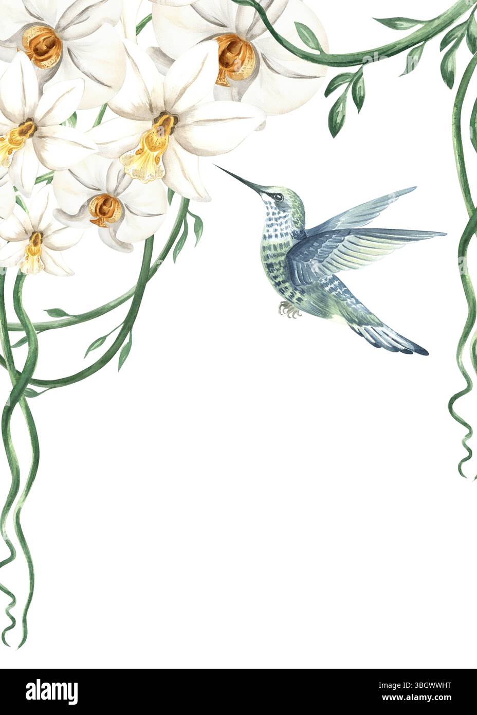 Fliegender Kolibri und weiße Orchideenblüten mit tropischen Lianen isolierte Illustration. Handgezeichneter tropischer Blumenrahmen von phalaenopsis. Aquarell Stockfoto