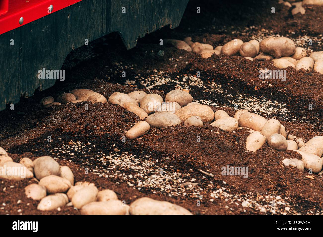 Kartoffelerntemaschine im Feld für kultiviertes Erntegut, selektiver Fokus Stockfoto