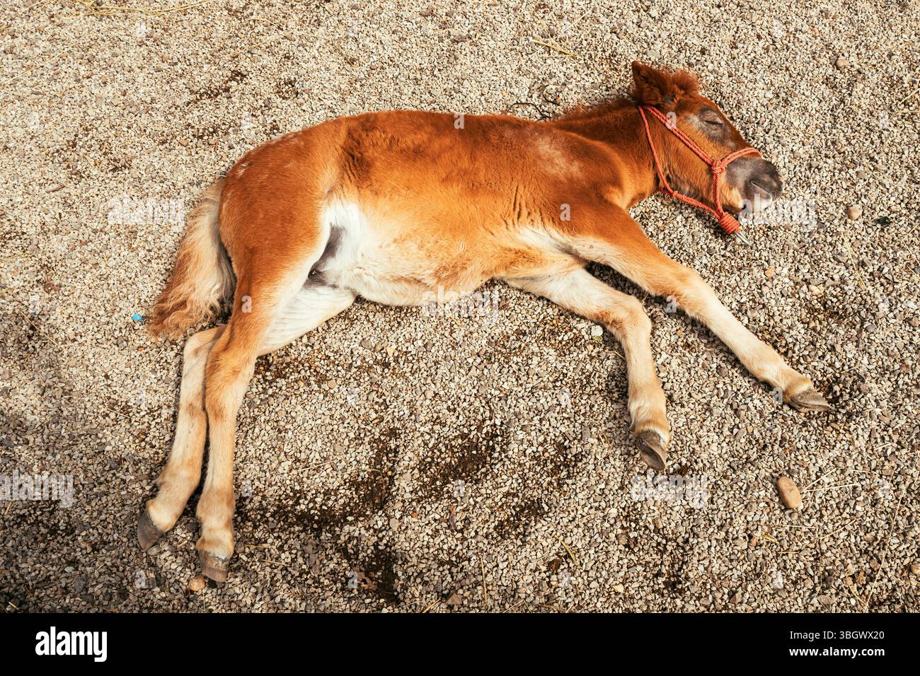 Niedliches braunes Pony schläft auf dem Boden des Pferdezuchtkastens, selektiver Fokus Stockfoto