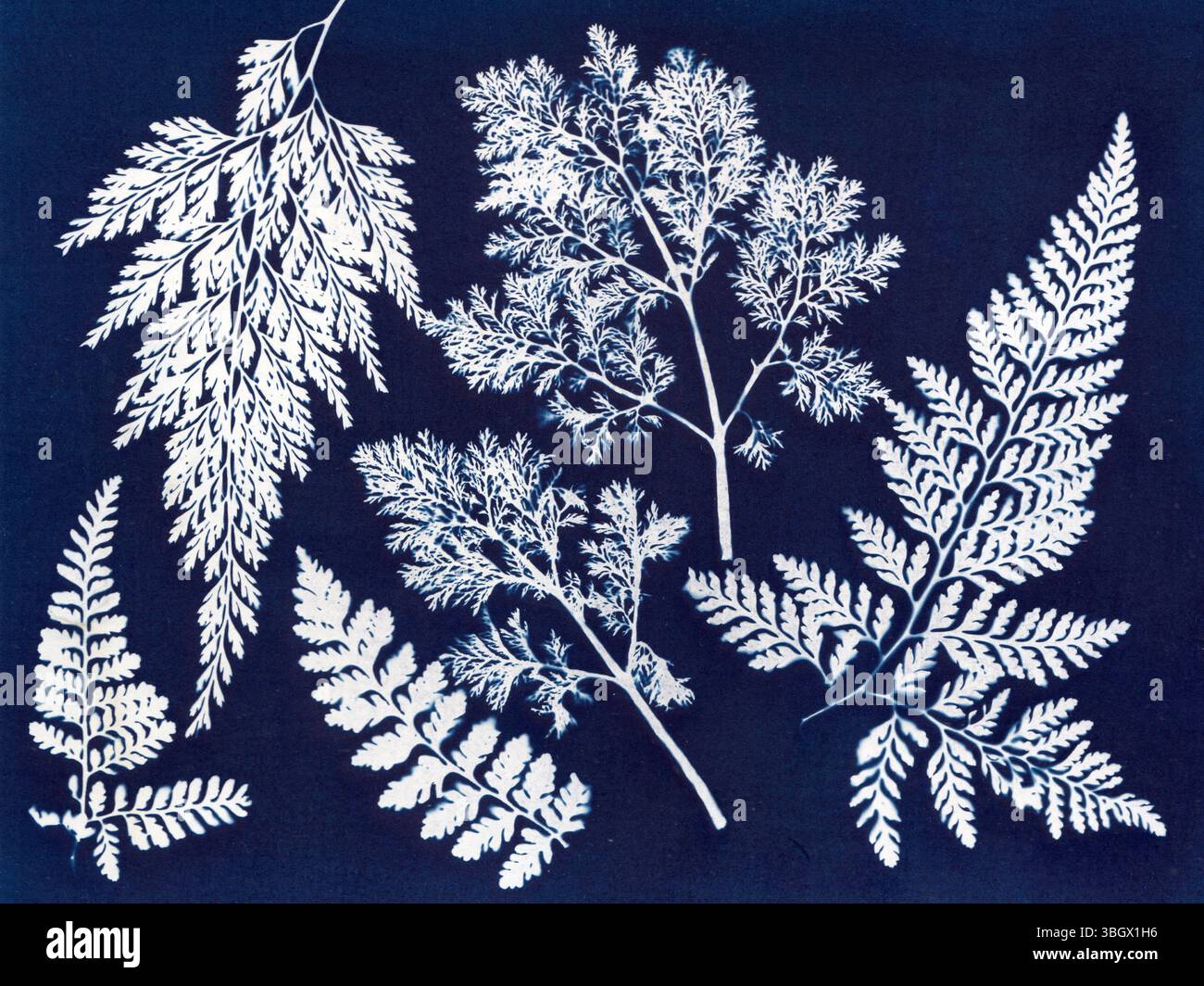 Botanischer Cyanotyp. Cyanotypie-Kunst mit weißen botanischen Blättern Stockfoto