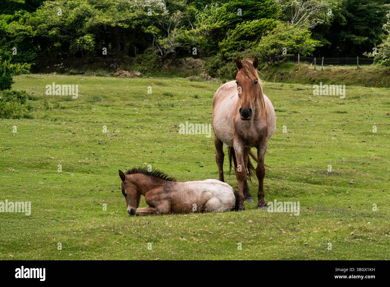Ein wunderschönes wildes Bodmin-Pony-Fohlen, das mit einer Stute im Bodmin Moor in Cornwall in Großbritannien ruht. Stockfoto