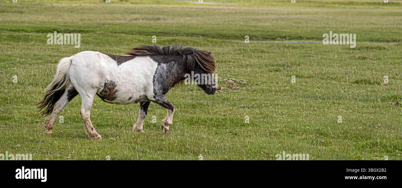Ein Panoramabild des wilden Bodmin Ponyons Bodmin Moor in Cornwall in Großbritannien. Stockfoto