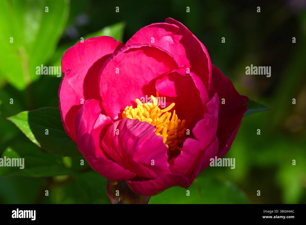 Lebhafte rote/violette Blüten der Pfingstrose, Paeonia Officinalis UK Mai Stockfoto