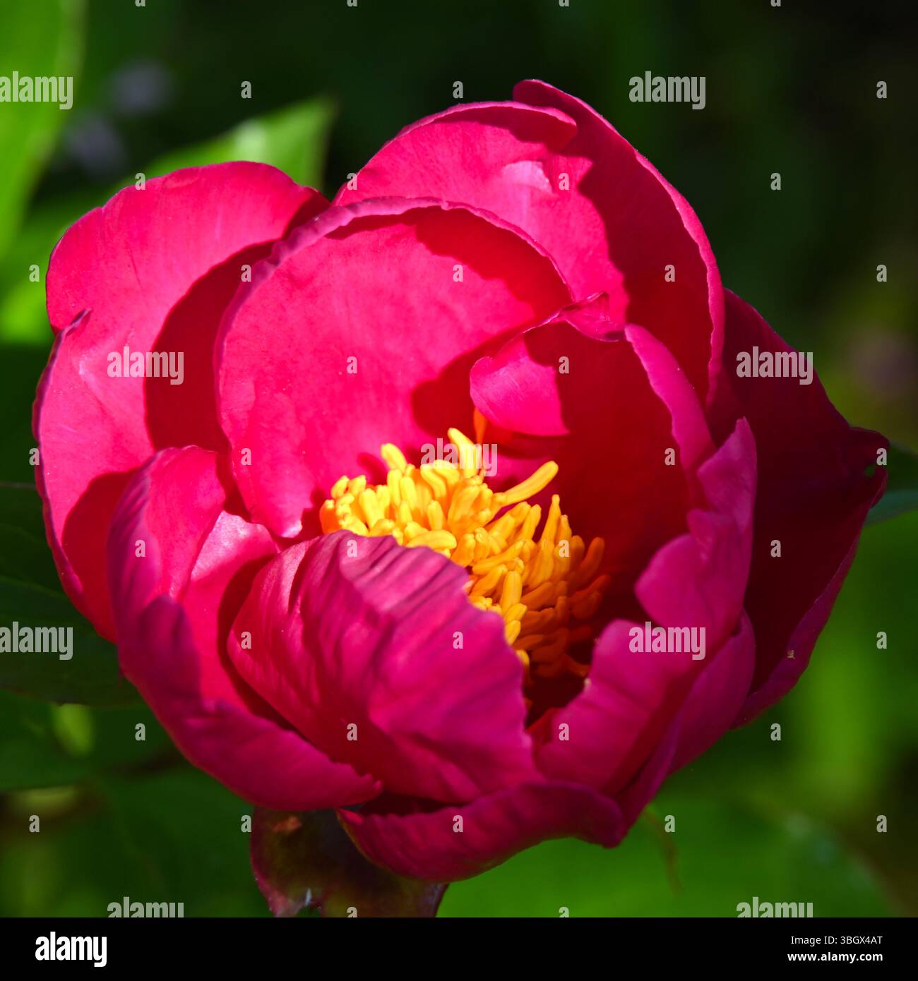 Lebhafte rote/violette Blüten der Pfingstrose, Paeonia Officinalis UK Mai Stockfoto