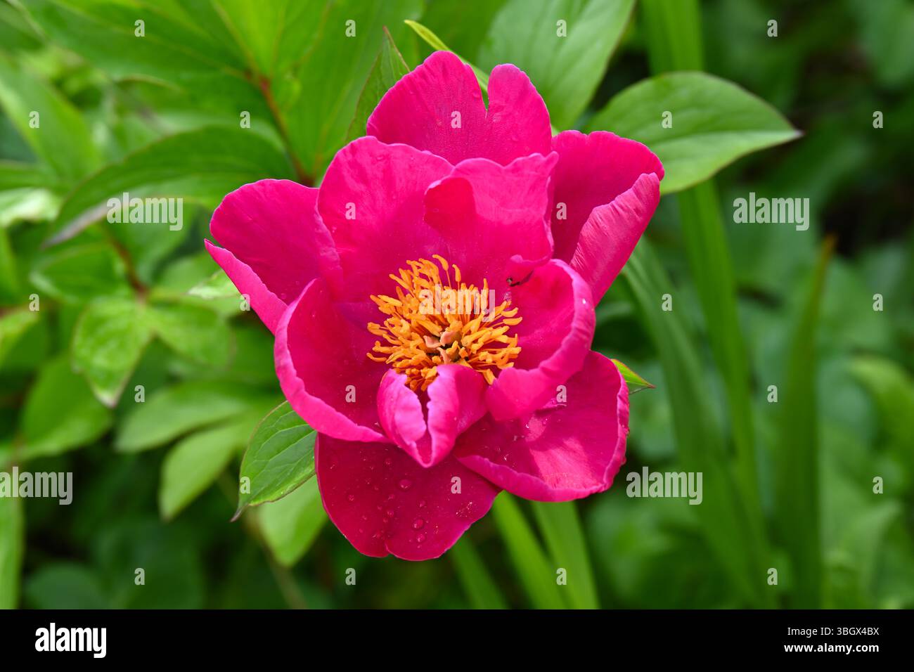 Lebhafte rote/violette Blüten der Pfingstrose, Paeonia Officinalis UK Mai Stockfoto