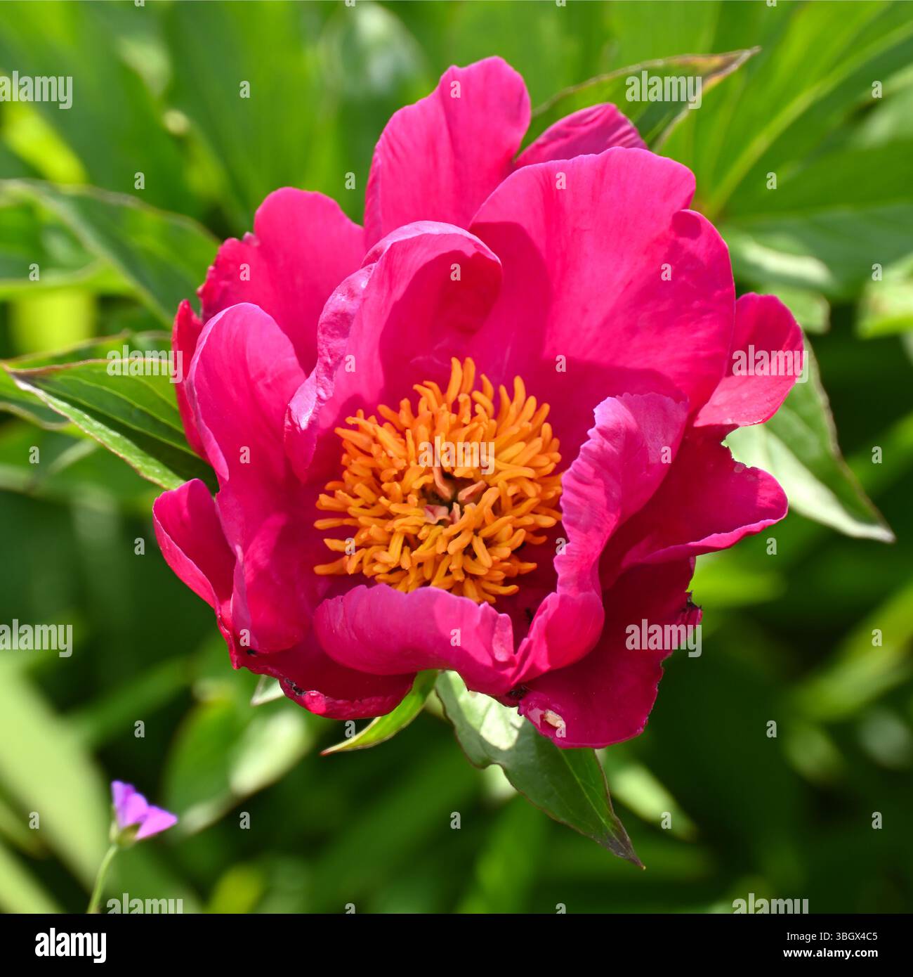 Lebhafte rote/violette Blüten der Pfingstrose, Paeonia Officinalis UK Mai Stockfoto