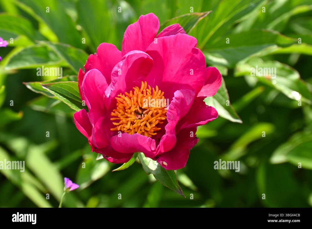 Lebhafte rote/violette Blüten der Pfingstrose, Paeonia Officinalis UK Mai Stockfoto
