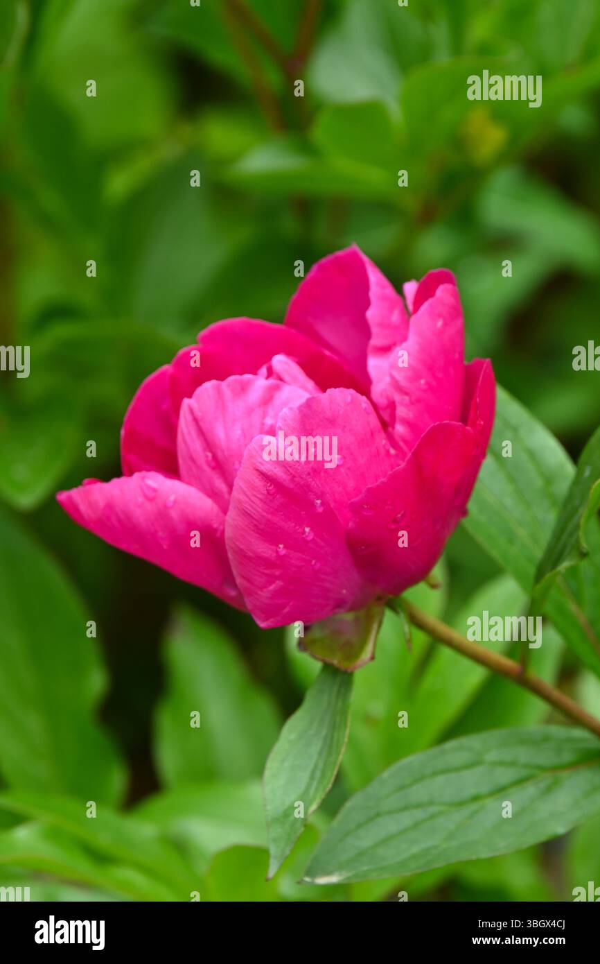 Lebhafte rote/violette Blüten der Pfingstrose, Paeonia Officinalis UK Mai Stockfoto