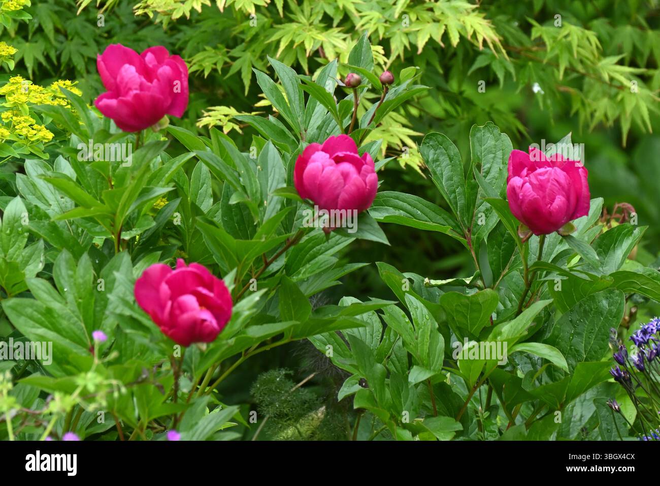 Lebhafte rote/violette Blüten der Pfingstrose, Paeonia Officinalis UK Mai Stockfoto