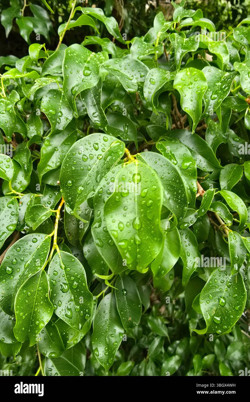 Karachi, Pakistan - 18. April 2025: Bündel frischer gelber reifer Zitronen auf Zitronenbaumzweigen auf der Farm Karachi Sindh - Smartphone-aufgenommenes Stockfoto