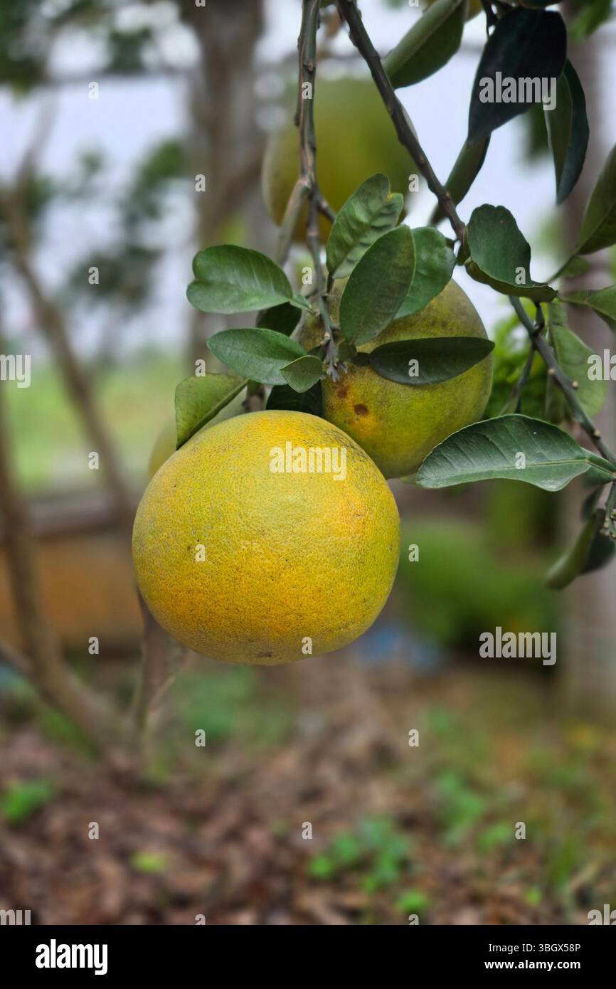 Karachi, Pakistan - 18. April 2025: Bündel frischer gelber reifer Zitronen auf Zitronenbaumzweigen auf der Farm Karachi Sindh - Smartphone-aufgenommenes Stockfoto