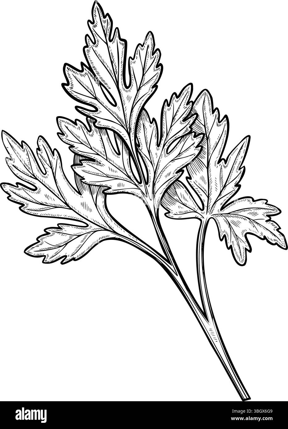 Vektorillustration von Petersilienkraut im Umrissstil. Lineare Gravur von aromatischen Pflanzen mit schwarzer Tinte für Kochbuch- oder Rezeptdesign. Schwarze Zeichnung des Korianders für Menü umreißen. Stock Vektor