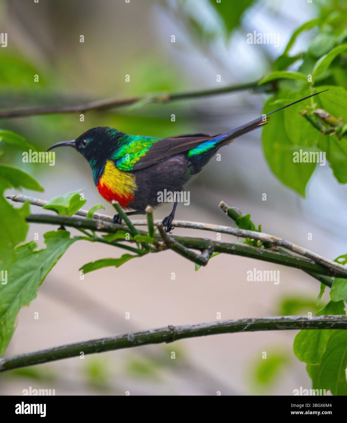 Wie der Name schon sagt, ist der männliche schöne Sunbird eine spektakuläre Auswahl an Farben. Es ist auch eine Mischung aus chemischen Pigmenten und irisierenden Stoffen Stockfoto
