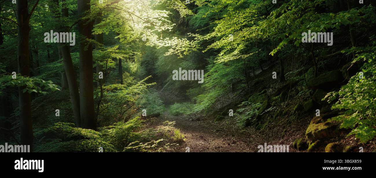 Panoramablick auf Wälder mit magischem Licht. Traumhafter malerischer Wald mit sanft beleuchteten Ästen, die sich über einen Wanderweg Formen Stockfoto