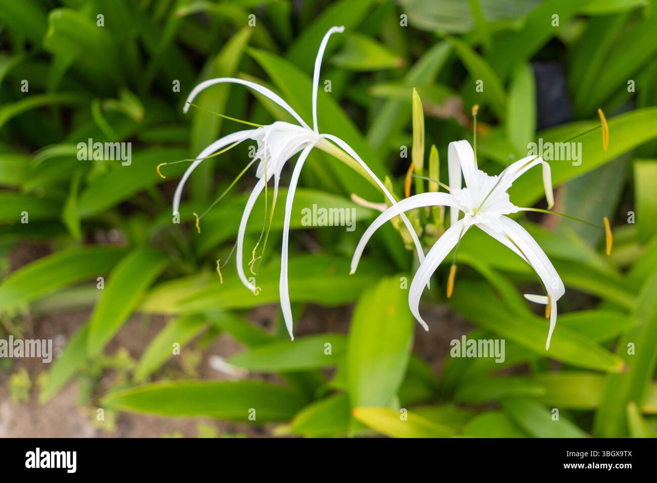 Zwei weiße Blumen sind in einem grünen Busch. Die Blüten sind sehr nah beieinander und haben dieselbe Farbe Stockfoto