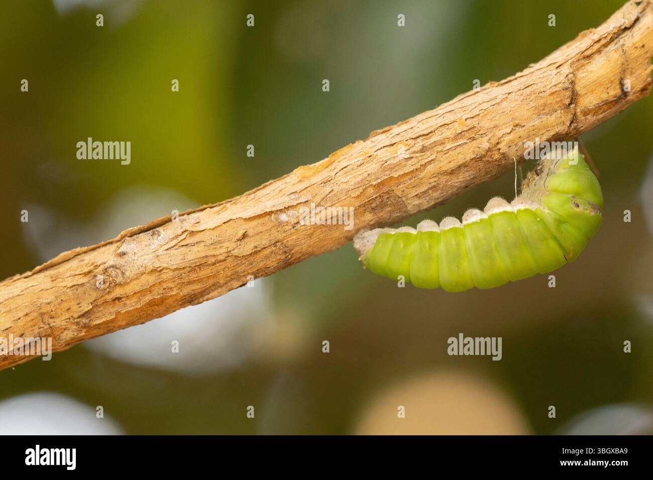 Papilio demoleus ist eine häufige und weit verbreitete Schwalbenschwanz Schmetterling. Der Schmetterling ist auch als Kalk, Schmetterling, Schmetterling, Lemon Lime swallowtai bekannt Stockfoto