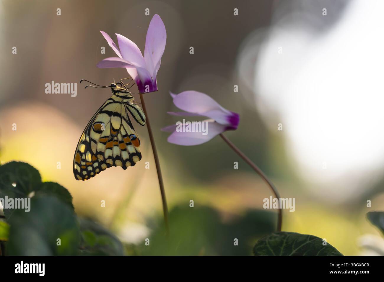 Papilio demoleus ist eine häufige und weit verbreitete Schwalbenschwanz Schmetterling. Der Schmetterling ist auch als Kalk, Schmetterling, Schmetterling, Lemon Lime swallowtai bekannt Stockfoto