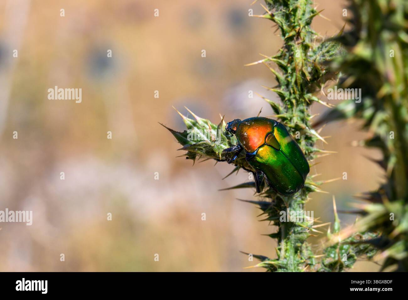 Protaetia cuprea, auch bekannt als Kupferscheuer, ist eine Art von Scheuern aus der Familie der Scarabaeidae. Diese Art ist auch bekannt als Rosenscheuer Ph Stockfoto