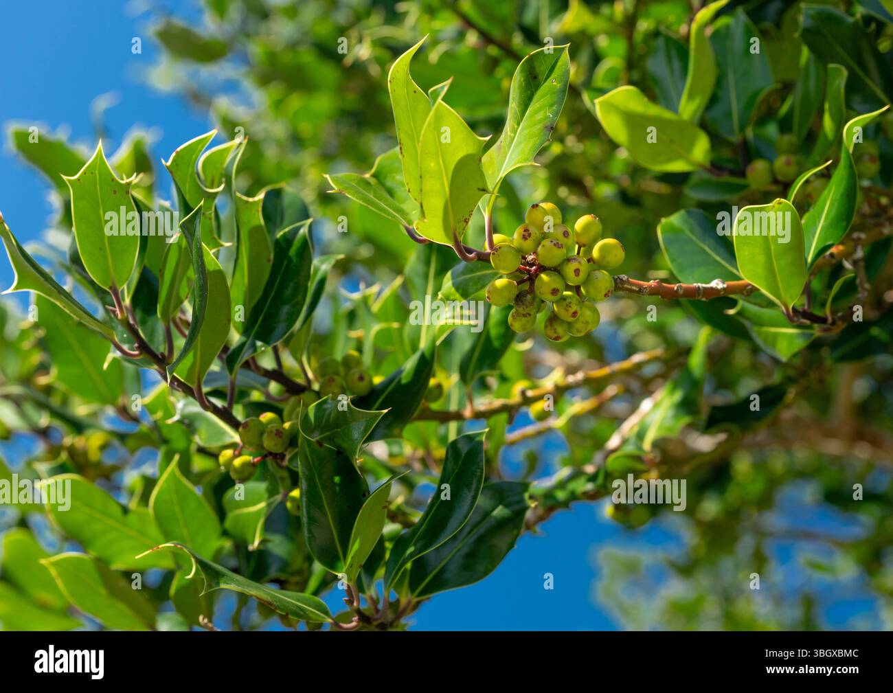 Heimischer stechpalme (Ilex aquifolium) mit reichlich grünen, unreifen Beeren im August, in der Nähe von Hungry Hill, Beara Peninsula, County Cork, Irland Stockfoto
