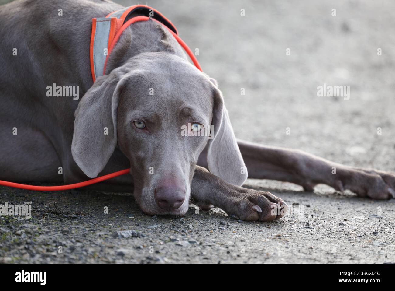 Ein weimaraner wartet Stockfoto