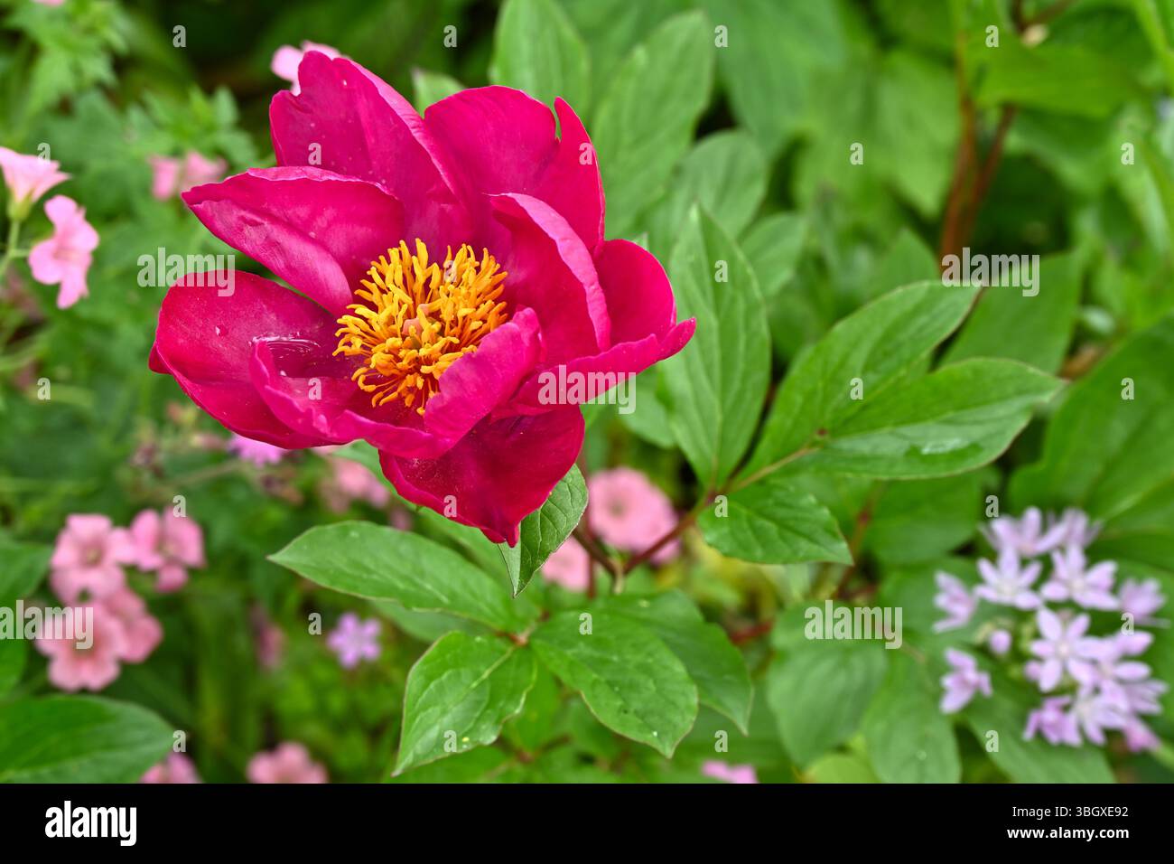 Lebhafte rote/violette Blüten der Pfingstrose, Paeonia Officinalis UK Mai Stockfoto