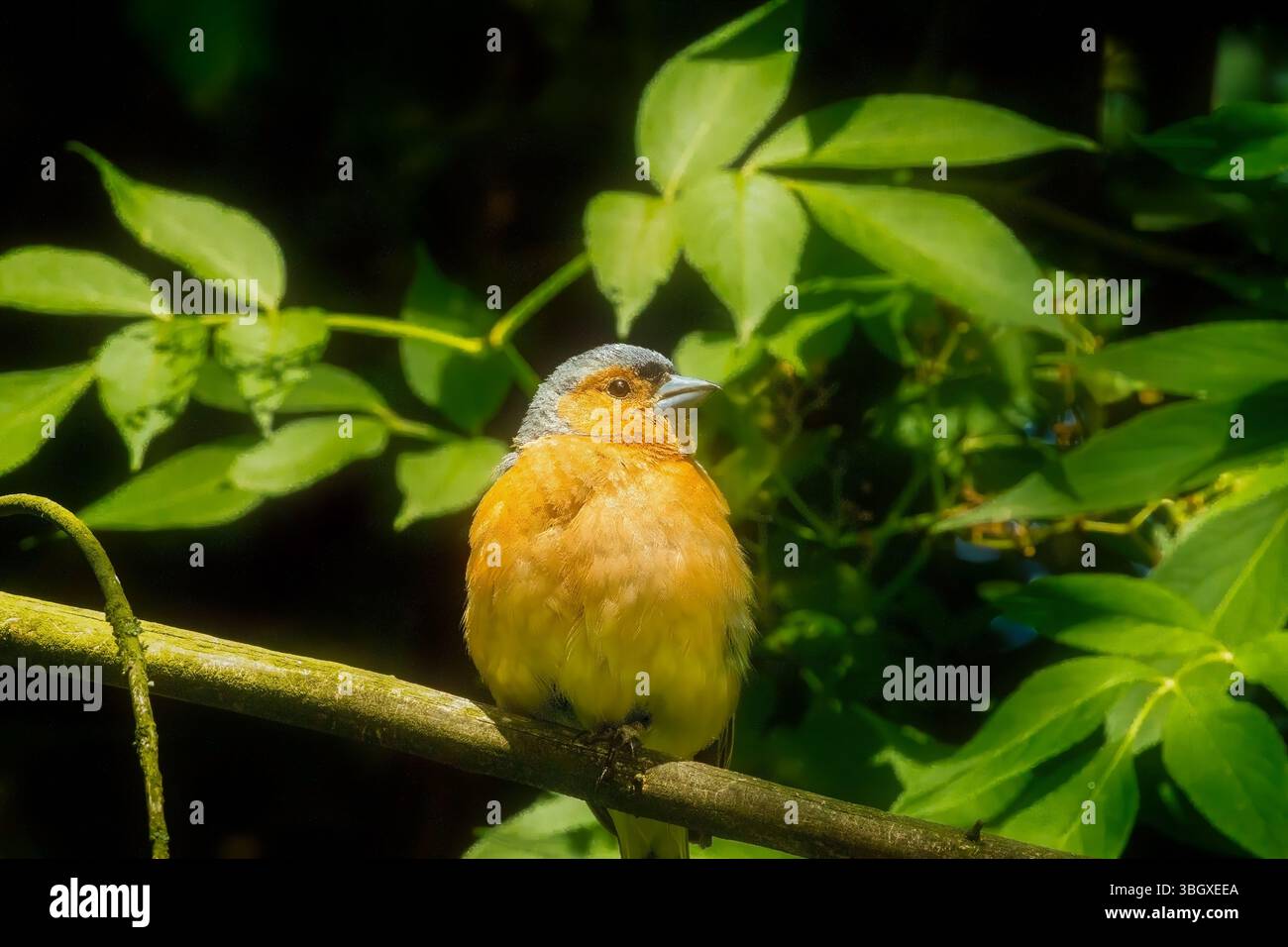 Sanftes natürliches Licht beleuchtet einen männlichen Kaffinch an einem Ast, der von Holunderblütenblättern eingerahmt wird. Stockfoto