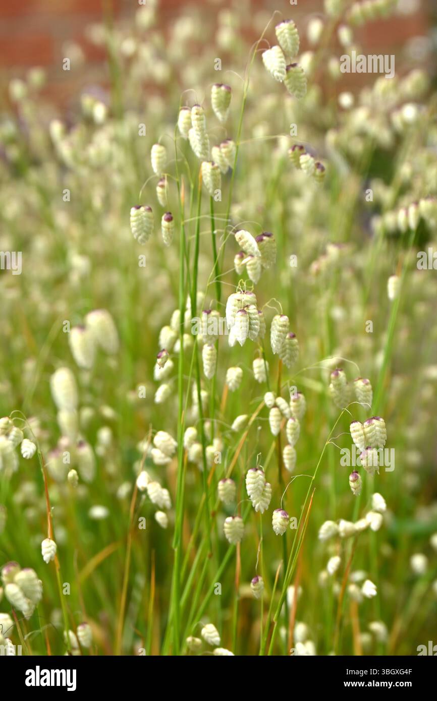Creme-Anhänger Blumen von Beben Gras, Briza Media UK Garden May Stockfoto