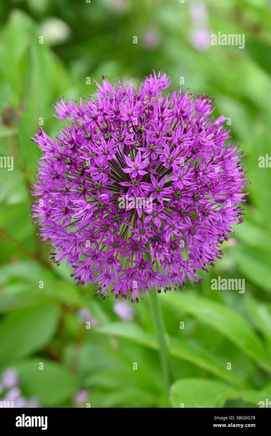 Violette Frühlings-/Sommerblumen von Allium hollandicum oder Allium aflatunense Purple Sensation im britischen Garten Mai Stockfoto