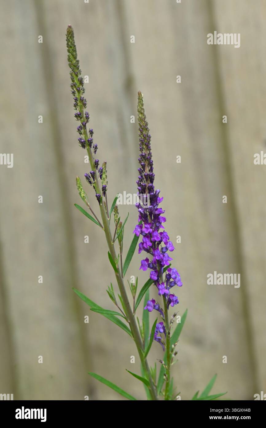 Violette Sommerblumen von violettem toadflax Linaria purpurea UK Garden Mai Stockfoto