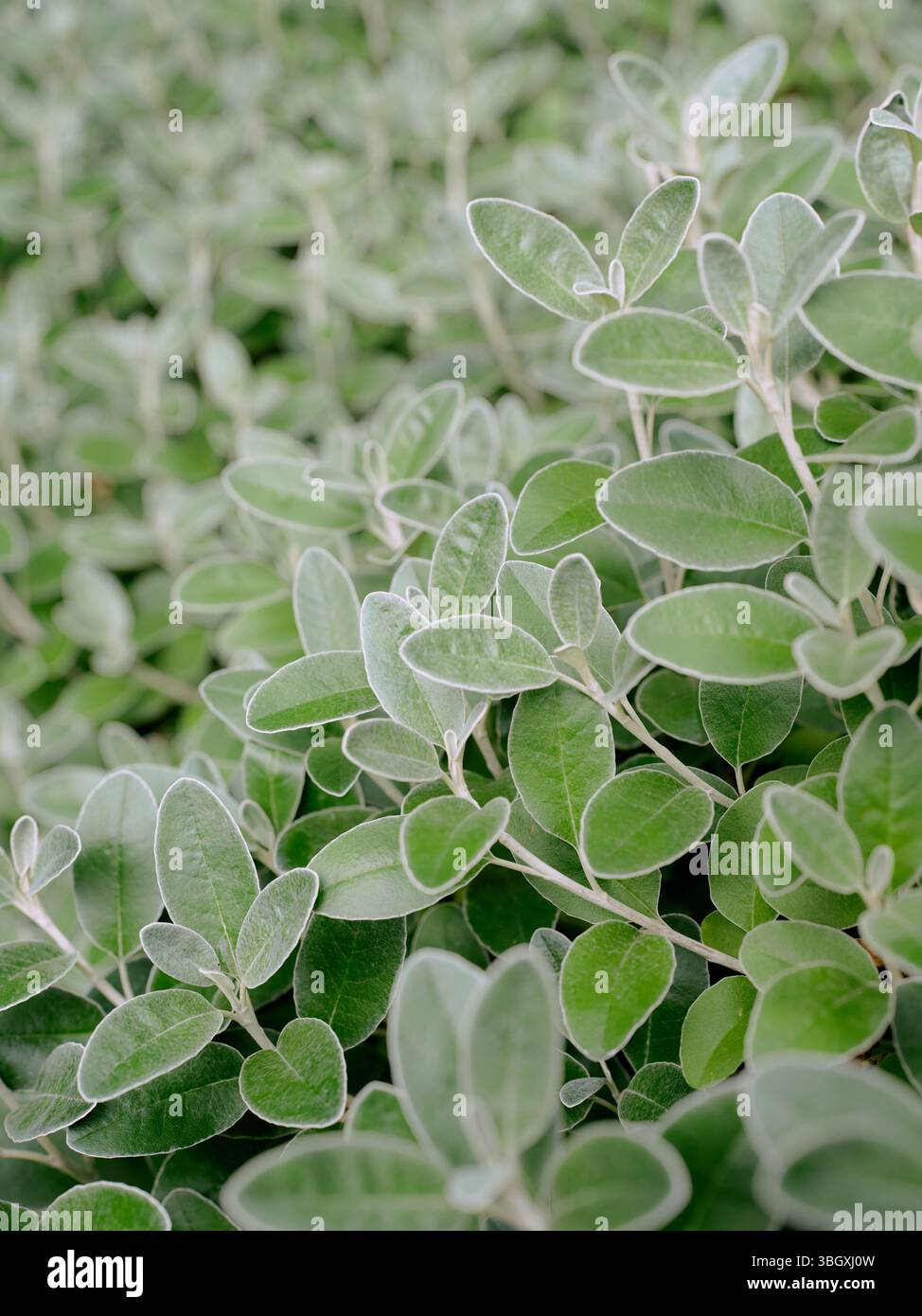 Salvia Discolor (Andensalbei) Blatt hinterlässt Gartenflora Natur Hintergrund Stockfoto