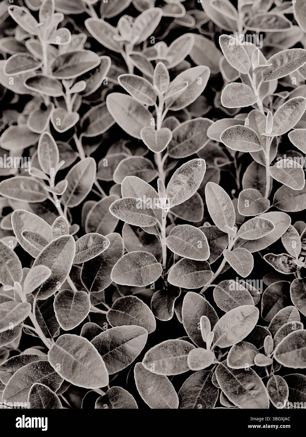 Salvia Discolor (Andensalbei) Blatt Blätter Garten Flora Natur Hintergrund schwarz/weiß Stockfoto