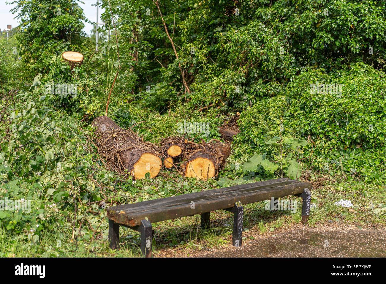 Blick auf einen abgehackten Baum auf einem Weg durch eine öffentliche Bank, der Baum wurde aus Sicherheitsgründen gefällt. Stockfoto