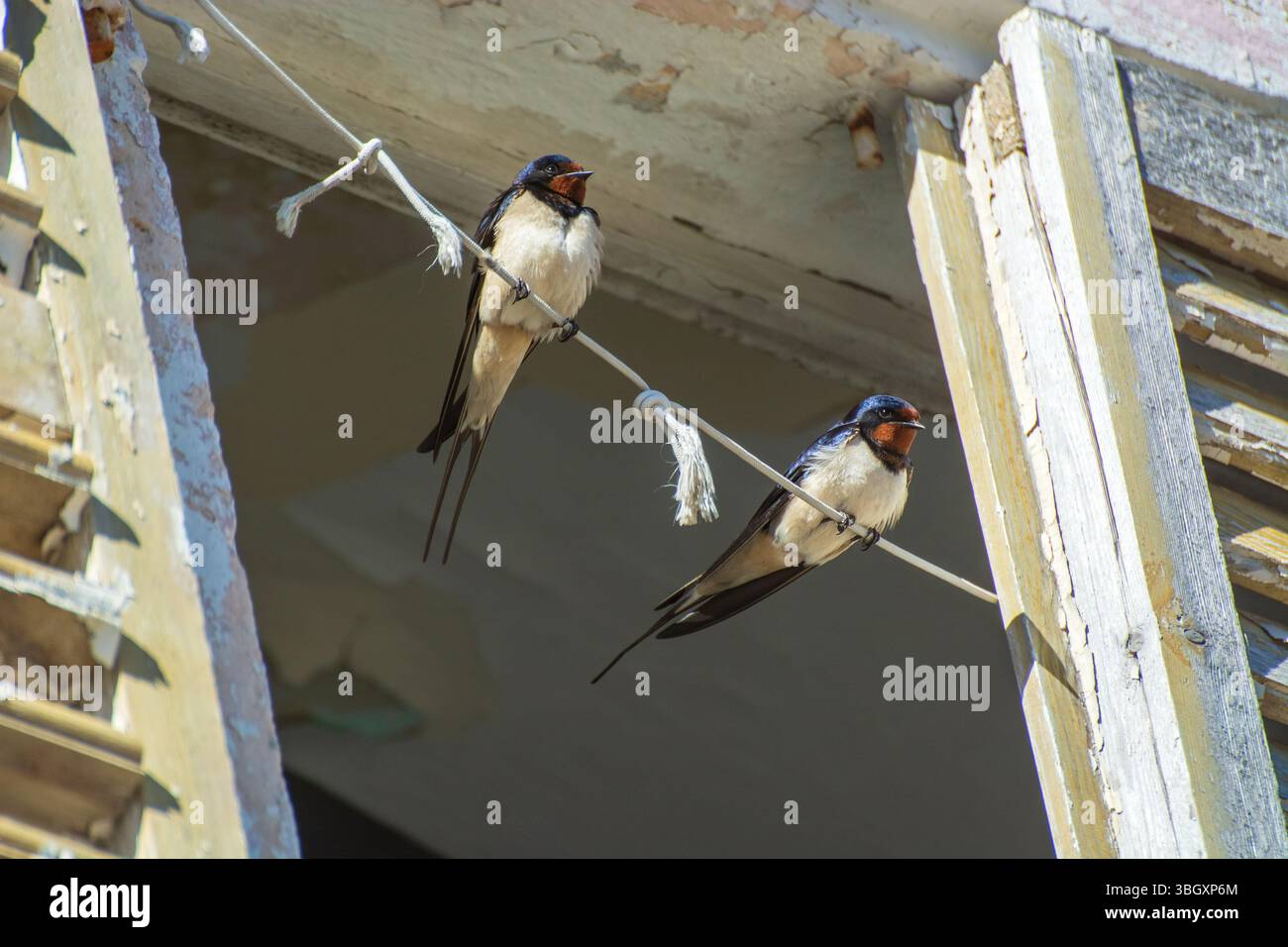Zwei Scheunenschwalben (Hirundo rustica), die auf einem Stück Schnur über einem alten Holzladen thronten, im Sommer in Kotor Bay, Montenegro. Stockfoto