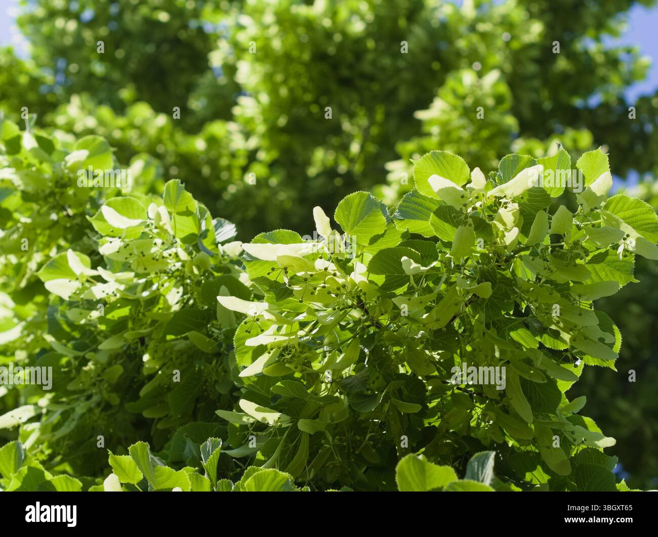 Eine lebhafte Nahaufnahme von üppig grünen Lindenbäumen (Tilia), die ihre unverwechselbaren herzförmigen Blätter und die Entwicklung geflügelter Samen in natürlichem Su zeigt Stockfoto