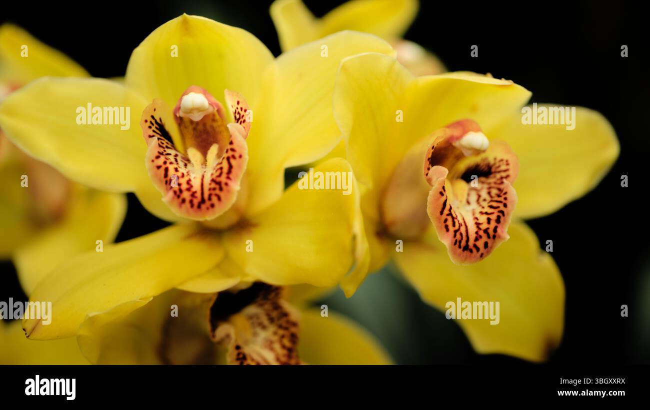 Leuchtend gelbe Orchideenblüten zeigen komplizierte Muster in natürlicher Umgebung während des Tages Stockfoto