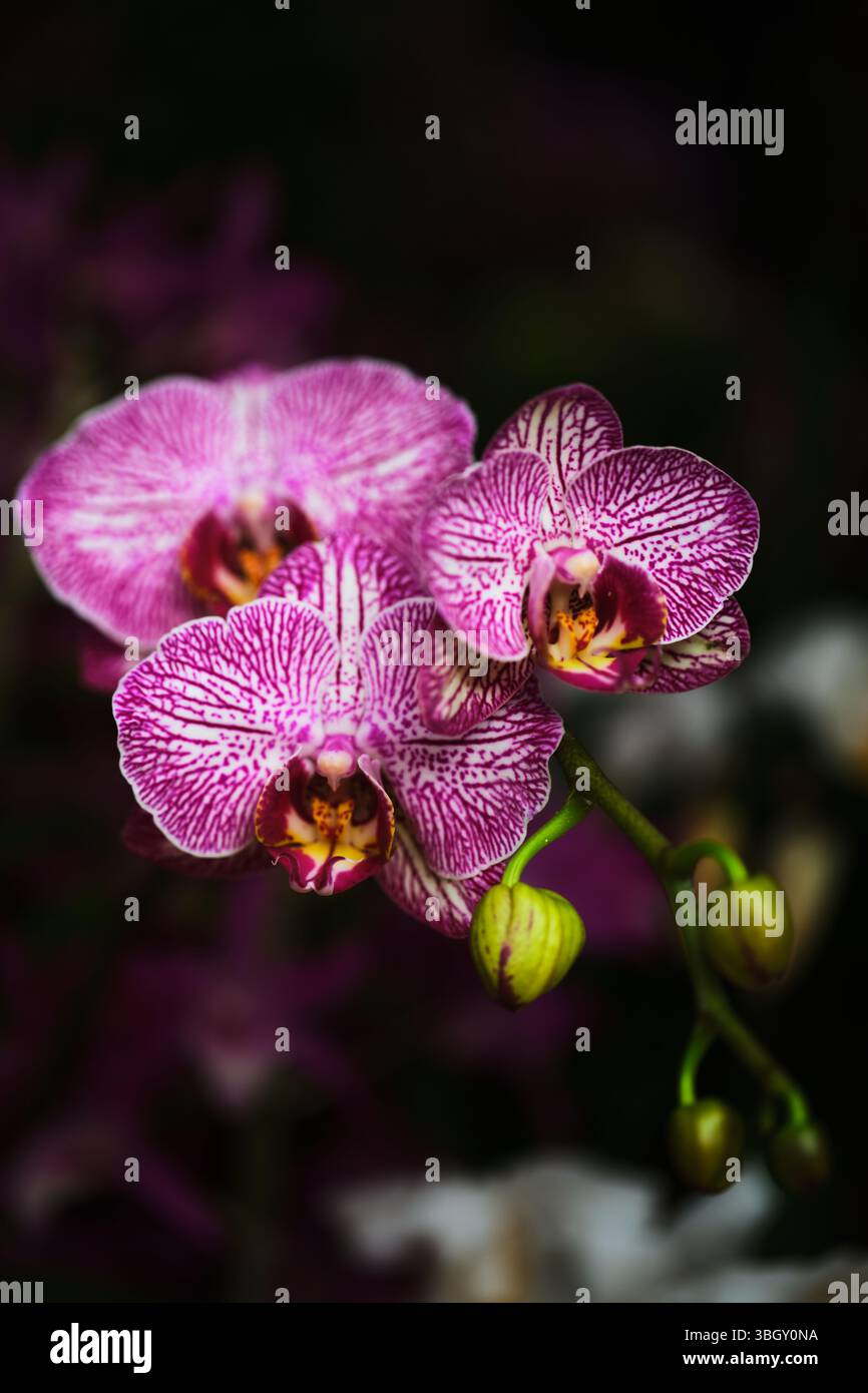 Leuchtend violette Orchideen mit komplizierten Mustern, die vor dunklem Hintergrund in einer üppigen Gartenumgebung blühen Stockfoto