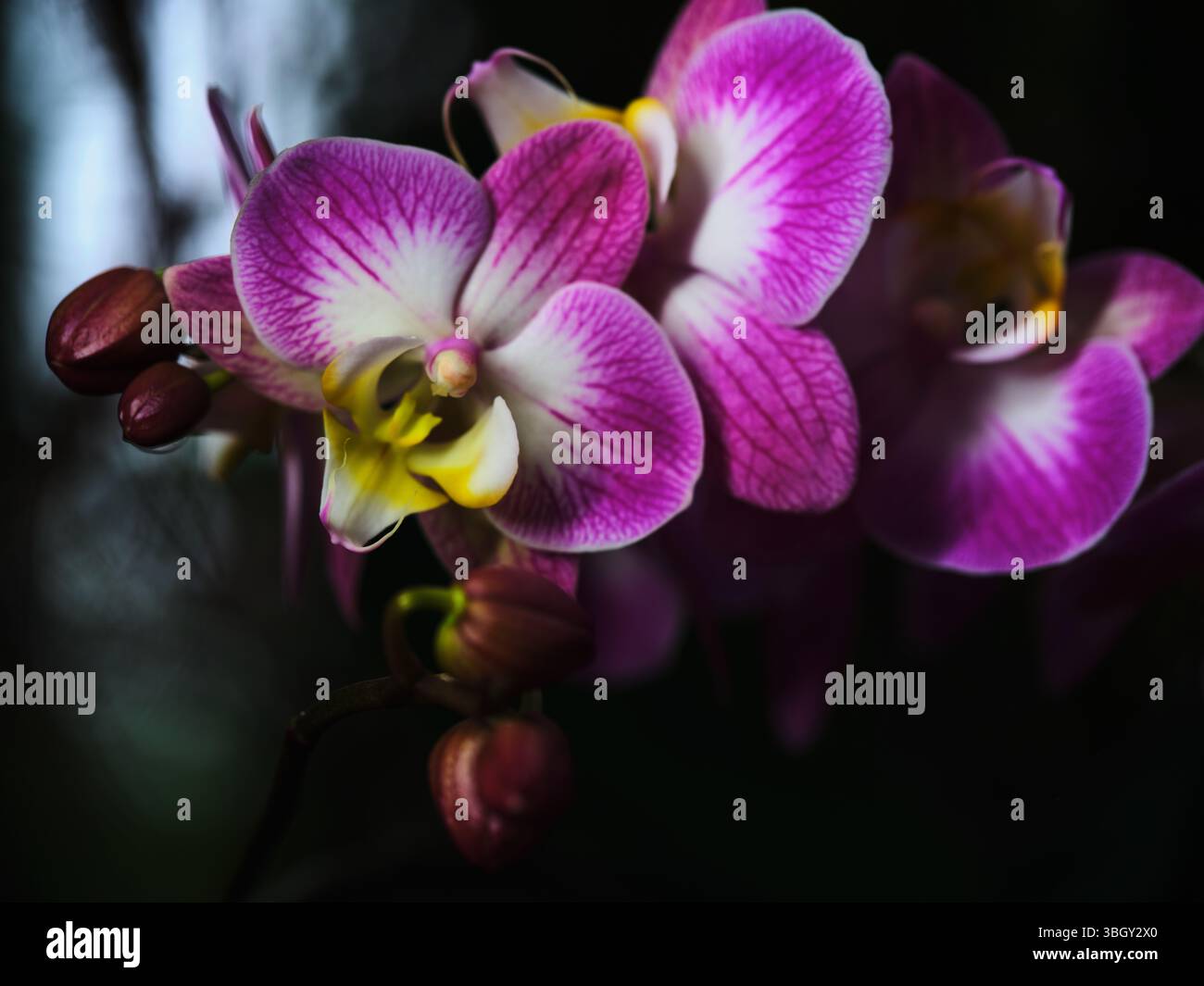 Leuchtend rosa Orchideen, die in einer dunklen Umgebung blühen, zeigen ihre Schönheit und ihre zarten Eigenschaften Stockfoto